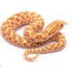 Toffee Belly western hognose snake for sale