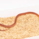 goini kingsnake for sale
