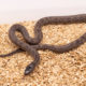 Hypermel California Kingsnake for sale