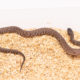 Hypermel California Kingsnake for sale