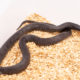 Hypermel California Kingsnake for sale