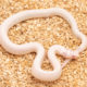 Albino snowflake California Kingsnake for sale