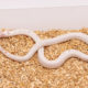 Albino snowflake California Kingsnake for sale