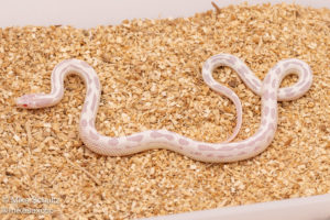 Albino snowflake California Kingsnake for sale