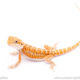 Red bearded dragon for sale at Outback Reptiles