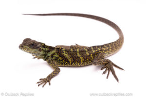 Ambon sailfin dragon for sale