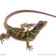 Ambon sailfin dragon for sale