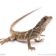 Sulawesi black sailfin dragon for sale