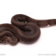 Super Black Fire het Panda Pied for sale