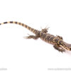 Sambawa water monitor for sale