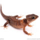 white eyed crocodile skink for sale