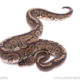 Cinnamon Red stripe ball python for sale