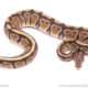 Trojan het clown ball python for sale