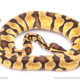 pastel enchi het pied ball python for sale