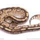 Mojave Yellowbelly ball python for sale
