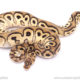 Chocolate Clown het Desert Ghost ball python for sale