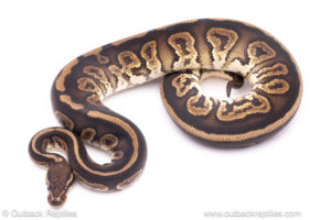 Black pastel het panda pied ball python for sale