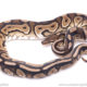 VPI Cinnamon ph clown ball python for sale