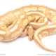 banana black pastel red stripe ball python for sale