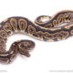 Black Pastel het ghost ball python for sale