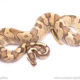 Blackhead Enchi Fire ball python for sale