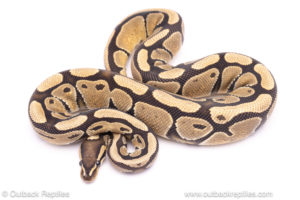 AFrica Import dinker ball python for sale