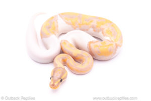 banana pied ball python for sale