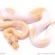 banana pied ball python for sale