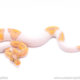 banana pied ball python for sale