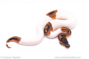 pied het clown ball python for sale