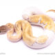 mojave enchi pastel pied ball python for sale