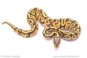 pastel ghost ph pied ball python for sale