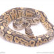 ghost het pied paradox ball python for sale