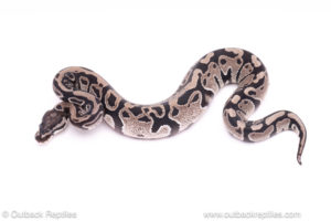 vpi axanthic het pied ball python for sale