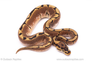 spider het pied ball python for sale