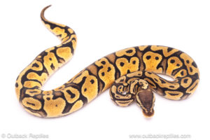 pastel cypress ball python for sale