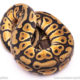 pastel cypress ball python for sale