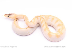 pastel yellowbelly champagne ball python for sale