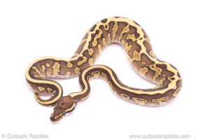 leopard lesser ball python for sale