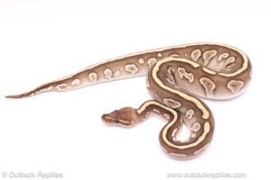lesser mahogany ball python for sale