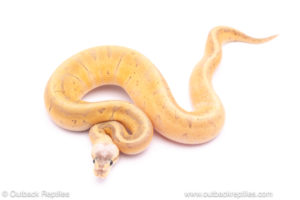 Killer blast enchi ball python for sale