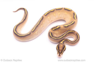 Highway ball python for sale