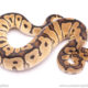 clown ball python for sale