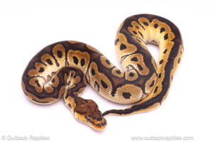 Orange Dream Clown ball python for sale