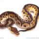 Orange Dream Clown ball python for sale