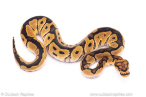 Clown het Desert Ghost ball python for sale