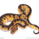 clown het desert ghost ball python for sale