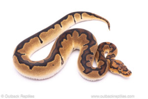 Blade clown ball python for sale