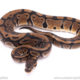 gene soup cryptic ball python for sale