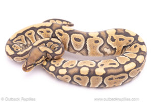 Hypo/Ghost poss het clown ball python for sale